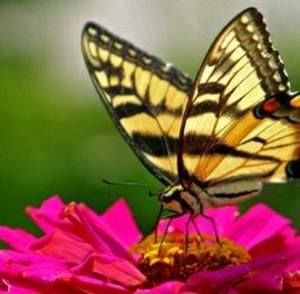 Meet your Posher, Sandra